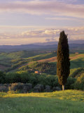 Cypress Tree and Countryside Near Val D'Asso, Tuscany, Italy, Europe Photographic Print by Patrick Dieudonne