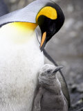 King Penguin Adult and First Season Chick, Salisbury Plain, South Georgia Photographie par James Hager