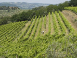 Typical Tuscan View around the Area of Lamole, Near Greve, Chianti, Tuscany, Italy, Europe Photographic Print by Robert Harding