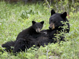 Black Bear Sow Nursing a Spring Cub, Yellowstone National Park, Wyoming, USA Photographic Print by James Hager