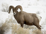 Bighorn Sheep Ram in the Snow, Yellowstone National Park, Wyoming, USA Photographic Print by James Hager