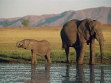 Elephant and Calf, Fothergill Island, Lake Kariba, Zimbabwe, Africa Photographic Print by Jennifer Fry