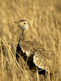 Male Black-Bellied Bustard, Masai Mara National Reserve, Kenya, East Africa Photographic Print by James Hager