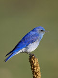 Male Mountain Bluebird, Douglas County, Colorado, USA Photographic Print by James Hager