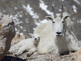 James Hager - Mountain Goat Nanny and Kid, Mount Evans, Colorado, USA - Fotografik Baskı