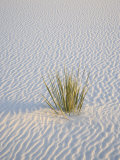 Yucca Plant on a Dune, White Sands National Monument, New Mexico, USA Photographic Print by James Hager