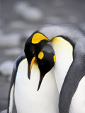 King Penguin Pair Pre-Mating Behaviour, Salisbury Plain, South Georgia Photographie par James Hager