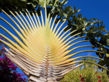Detail of Traveller's Palm, Basseterre, St. Kitts, Leeward Islands, West Indies, Caribbean Photographic Print by Hellier Gavin