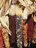 Indian Ornamental Corn,The Hamptons, Long Island, New York State, USA Fotografie-Druck von Robert Harding