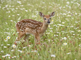 Whitetail Deer Fawn Among Oxeye Daisy, in Captivity, Sandstone, Minnesota, USA Photographie par James Hager