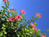 Pink Hibiscus Flowers, Bermuda, Central America Fotografie-Druck von Robert Harding