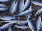 Fish on Wire Mesh Awaiting Drying, in Goa, India Photographic Print by Michelle Garrett