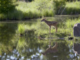 Whitetail Deer Fawn with Reflection, in Captivity, Sandstone, Minnesota, USA Photographic Print by James Hager