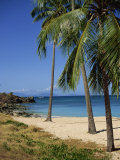 Palm Trees, Blue Heron Beach, Antigua, Leeward Islands, West Indies, Caribbean, Central America Photographic Print by Lightfoot Jeremy Palm Trees, Blue Heron Beach, Antigua, Leeward Islands, West Indies, Caribbean, Central America Photographic Print by Lightfoot Jeremy
