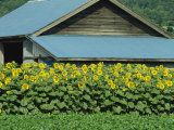 Line of Sunflowers in Front of a Wooden Farm Building on Hokkaido, Japan Photographic Print by Hellier Gavin