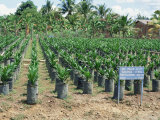 Oil Palm Saplings, Sabah, Borneo, Malaysia, Southeast Asia Photographie par Jackson Jack