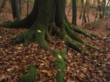 Burnham Beeches, Buckinghamshire, England, UK Photographic Print by Mawson Mark