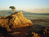 Lone Cypress Tree on Rocky Outcrop at Dusk, Carmel, California, USA Photographic Print by Howell Michael