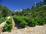Cotes De Rhone Vineyards, Dentelles De Montmirail, Vaucluse, Provence, France, Europe Photographic Print by Hughes David