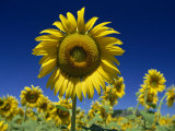 Close-Up of Sunflower in a Field of Flowers in Tuscany, Italy, Europe Photographic Print by Gavin Hellier