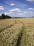 Farmland of Cornfield Ripening, England, United Kingdom, Europe Photographic Print by Hughes David