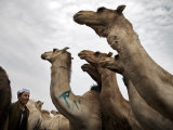 Birqash Camel Market, Cairo, Egypt, North Africa, Africa Photographic Print by Mcconnell Andrew