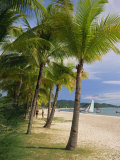 Palm Trees on Pelangi Beach on Langkawi Island, Malaysia, Southeast Asia Photographic Print by Miller John