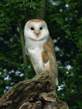 Barn Owl, Warwickshire, England, United Kingdom, Europe Photographic Print by Rainford Roy