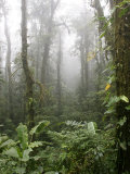Rainforest, Santa Elena Cloud Forest Reserve, Costa Rica, Central America Lámina fotográfica por Levy Yadid