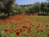 Wild Flowers Including Poppies in a Grove of Trees, Rhodes, Dodecanese, Greek Islands, Greece Photographic Print by Miller John