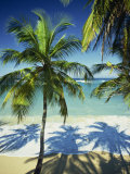 Palm Trees on Tropical Beach, Dominican Republic, West Indies, Caribbean, Central America Photographic Print by Harding Robert Palm Trees on Tropical Beach, Dominican Republic, West Indies, Caribbean, Central America Photographic Print by Harding Robert