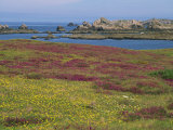 Wild Flowers on the Shore and the Rocky Coast of the Ile D'Ouessant, Finistere, Brittany, France Photographic Print by Miller John