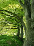 Line of Beech Trees in a Wood in Spring Photographic Print by Lightfoot Jeremy