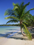 Palm Tree on Tropical Bavaro Beach, Dominican Republic, West Indies, Caribbean, Central America Photographic Print by Lightfoot Jeremy