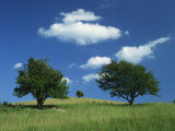 Tumuli, Pitstone Hill, Beside the Chilterns Ridgeway Path, Buckinghamshire, England, United Kingdom Photographic Print by Hughes David
