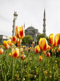 Blue Mosque, Istanbul, Turkey, Europe Lámina fotográfica por Levy Yadid