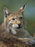 European Lynx, Ranua Wildlife Park, Finland, Scandinavia, Europe Photographic Print by Murray Louise