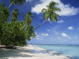 Palm Tree on a Tropical Beach on the Island of Tobago, West Indies, Caribbean, Central America Photographic Print by Miller John