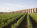 Felice Aqueduct, Along the Via Appia, Rome, Lazio, Italy, Europe Photographic Print by Olivieri Oliviero