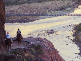 Mules Taking Tourists Along the Colorado River Trail, Grand Canyon, Arizona, USA Fotografiskt tryck av Kober Christian Mules Taking Tourists Along the Colorado River Trail, Grand Canyon, Arizona, USA Fotografiskt tryck av Kober Christian