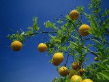 Orange Tree, Valencia, Spain, Europe Photographic Print by Mawson Mark