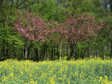 Trees in Blossom in Farmland in the Seine Valley, Eure, Basse Normandie, France, Europe Photographic Print by Hughes David