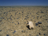 Cracked Earth and Cattle Skull in the Outback of South Australia, Australia, Pacific Photographic Print by Mawson Mark