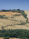 Aerial View of Rural Road Lined with Cypress Trees, Tuscany, Italy, Europe Photographic Print by Miller John
