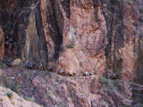 Kober Christian - Mules Taking Tourists Along the Colorado River Trail, Grand Canyon, Arizona, USA Fotografická reprodukce Kober Christian - Mules Taking Tourists Along the Colorado River Trail, Grand Canyon, Arizona, USA Fotografická reprodukce