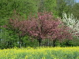 Trees in Blossom in Farmland in the Seine Valley, Eure, Basse Normandie, France, Europe Photographic Print by Hughes David