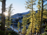 Alpine Larch Trees, Enchantment Lakes, Alpine Lakes Wilderness, Washington State, USA Photographic Print by McCoy Aaron