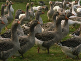 Geese, Foie Gras Farm, Alsace, France, Europe Photographic Print by Miller John