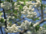 Close-Up of White Spring Blossom on a Tree in London, England, United Kingdom, Europe Photographie par Mawson Mark