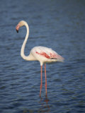 Close-Up of a Flamingo, Side View, Bouches Du Rhone, Provence, France, Mediterranean, Europe Fotografisk trykk av Morandi Bruno Close-Up of a Flamingo, Side View, Bouches Du Rhone, Provence, France, Mediterranean, Europe Fotografisk trykk av Morandi Bruno